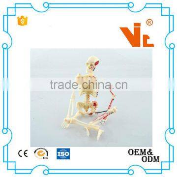 V-HM01 4D MASTER Artificial Human Bone Structure Model photo-4