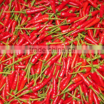 Fresh Chilli - Cheap Price photo-2