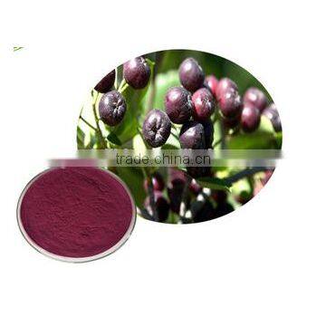 Choke berry extract ISO, HACCP, HALAL, KOSHER