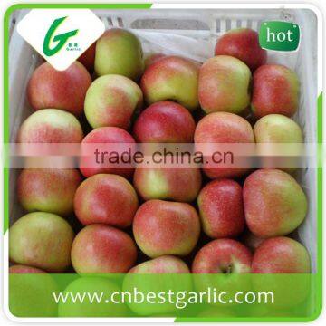 Fresh Chinese new crop red gala apple