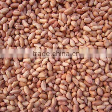 hot exporting China product--2012 fresh peanut/peanut kernel