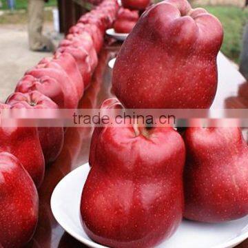 2015 Fresh Huaniu Apple , Red Apple , Delicious Apple