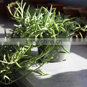 Senecio radicans fish hook Fish Hook Sedum