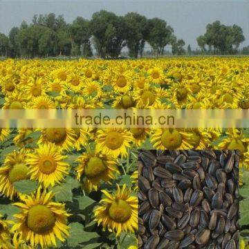 black seed oil seed