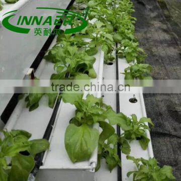 The cheapest fragrant-flowered melon plant slot