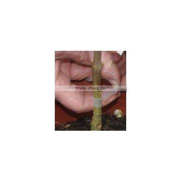 SUCA 2014 Function Omega Grafting Tool With Three Blades/gardon Hand Tool photo-3