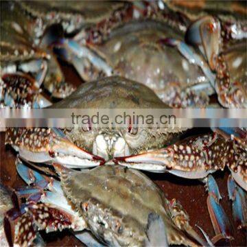 frozen excellent blue swimming crabs with premium quality for regular sizes