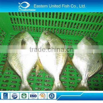 IQF wholesale health silver pomfret