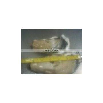 Live Pacific Oyster photo-4