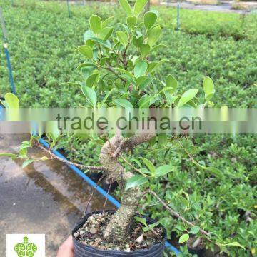 Ficus Microcarpa Bonsai Tree in 15cm,20cm, 25cm ,30cm Pot photo-2