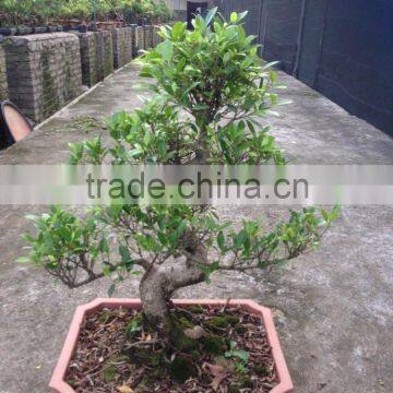 Ficus Bosnai With Stone photo-2