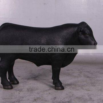 Definitive Angus Looking Right photo-2