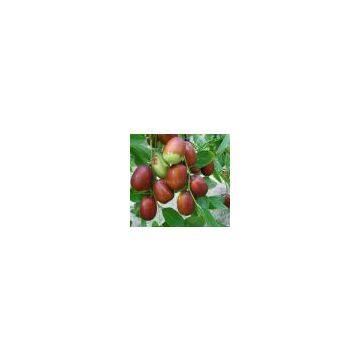 Jujube Juice Concentrate
