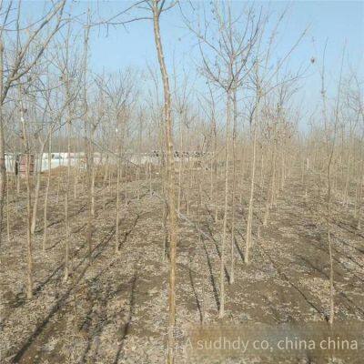 Price of 12 - Centimeter Chionanthus Retusus, Cheap, Guaranteed to Survive photo-3