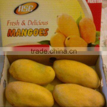 Mango Fruit