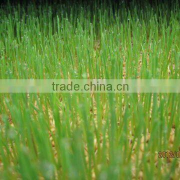 Hot Sale Commercial Animal Fodder Machine(factory)