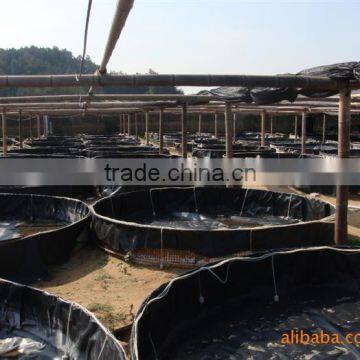 plastic water tanks for tilapia fingerlings