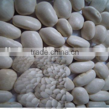 China white Kidney beans/medium 2010