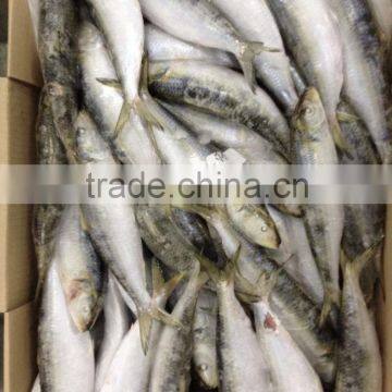 60-70g Pacific Mackerel Bait