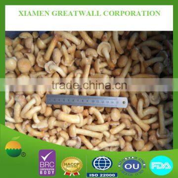 Offer Frozen Pholiota Nameko mushroom in A grade