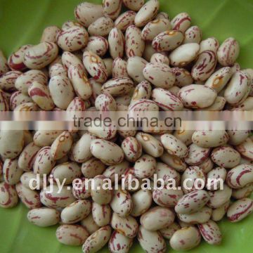 Light Speckled Kidney Bean -Round Shape