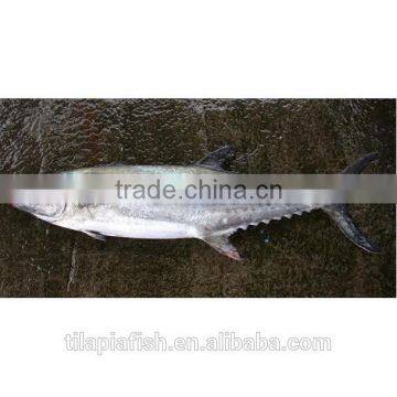 Frozen Chinese Spanish mackerel for sale