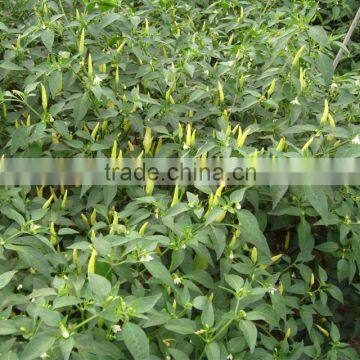 Upright Hot Pepper/Chilli/Cayenne Seed Bai Mi La No.2 photo-5