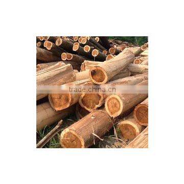 Cheap Price Round Acacia Log origin Thanh Hoa of Vietnam