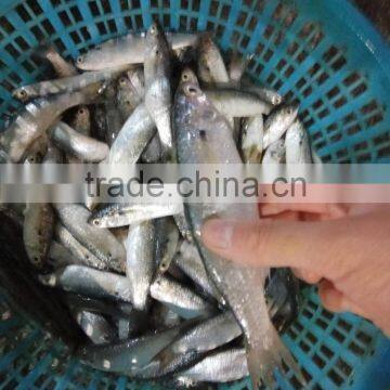 Canned Sardine Fish Frozen Sardine for Canning photo-3