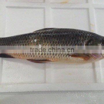 ROHU LABEO ROHITA photo-6