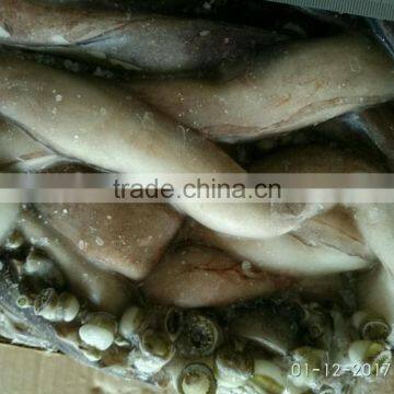 Wholesale for Feeding Cheap 25cm+ Live Squid photo-2