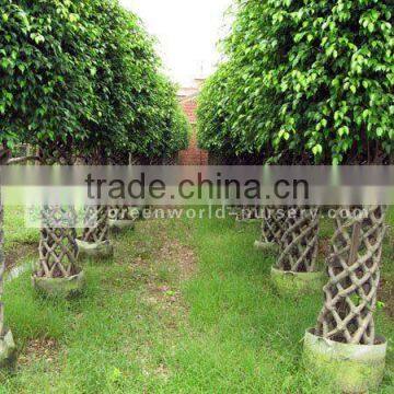 Ficus cage shape nursery