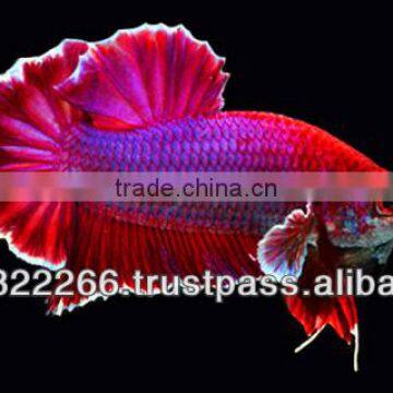 Wholesale Betta Fish / Ornamental Fish photo-2