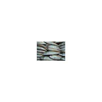Yemen Indian Mackerel