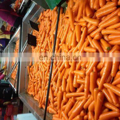 Sinocharm 2022 New Crop Fresh Carrot photo-5