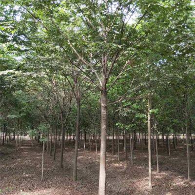 Prices of Beech Trees in Qingdao, Shandong. Base Quotation List. Low Selling Prices and High Survival Rates. photo-3