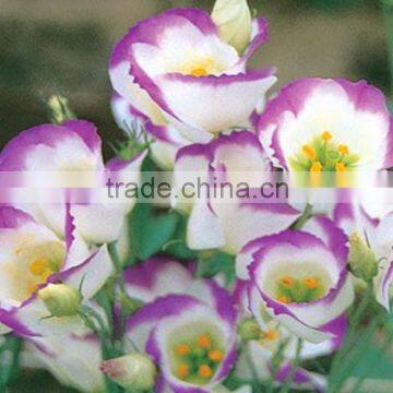 High quality new products chinese lisianthus flower