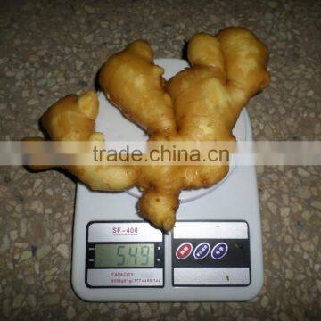 China origin fresh ginger