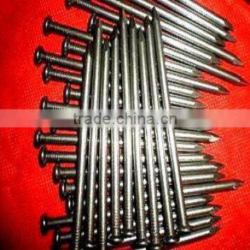 algeria market common nails