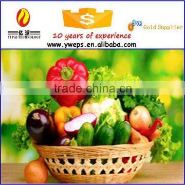 Wholesale high quality fake vegetable model for home decoration