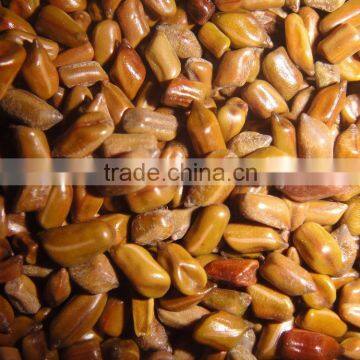 Cassia Torea Seed Suppliers