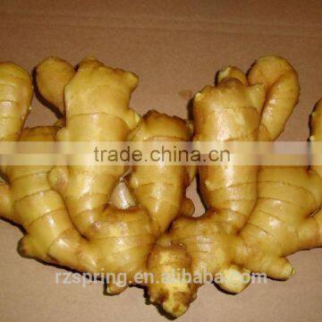 Chinese Best Quality Young Fresh Ginger