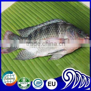 Iced Black Tilapia Whole Round Live Fish Farm For Sale