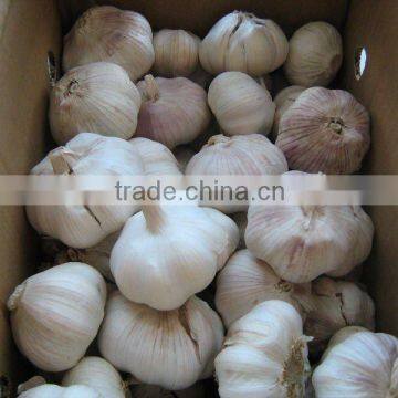 2011 lowest price chinese fresh garlic