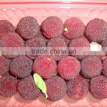 Fresh red bayberry for sale