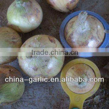 Fresh Red Onion Seeds ( low price)