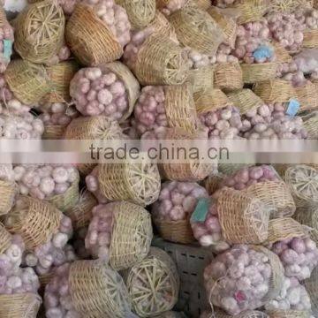 Pure White Garlic 2017Hot sale Egyptian fresh garlic (Red, White) for export
