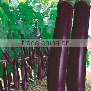 Chinese Vegetable Seeds Hybrid F1 Black Purple Long Eggplant Seeds For Planting-Red Treasure