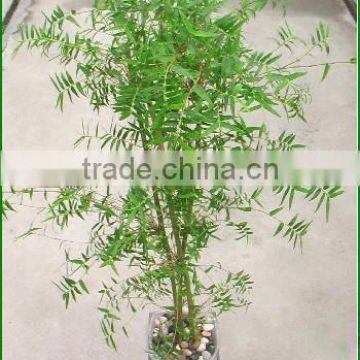 Bambusa multiplex bamboo plant