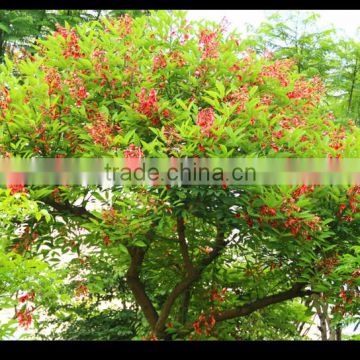 Erythrina crista-galli Linn